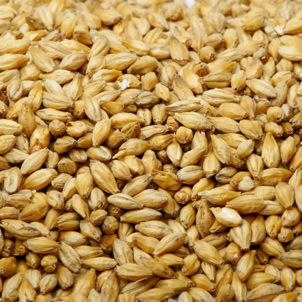 Barley Grain