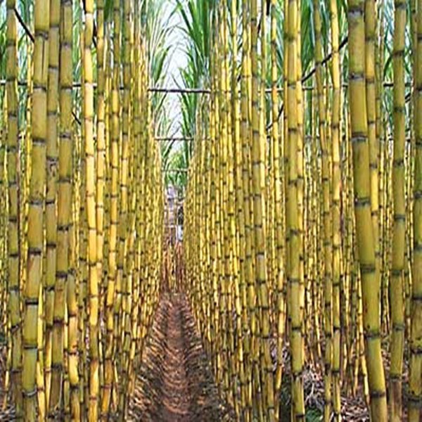 Sugarcane