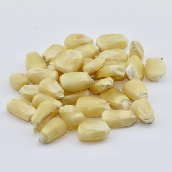 White Corn Grain – 50 lb bag