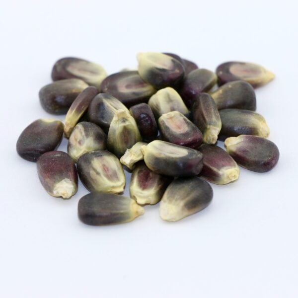 Blue Corn Grain – 50 lb bag