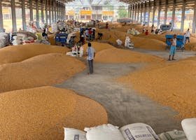 Large warehouse filled with corn grain, workers sorting and packaging.