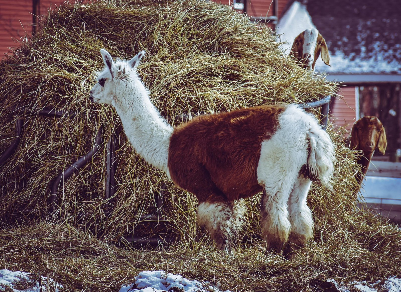 Llama and goats feeding on hay in a rustic farm setting outdoors.