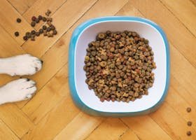 A dog's paws beside a kibble-filled bowl on a wooden floor, shot from above.