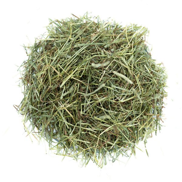 Timothy Hay